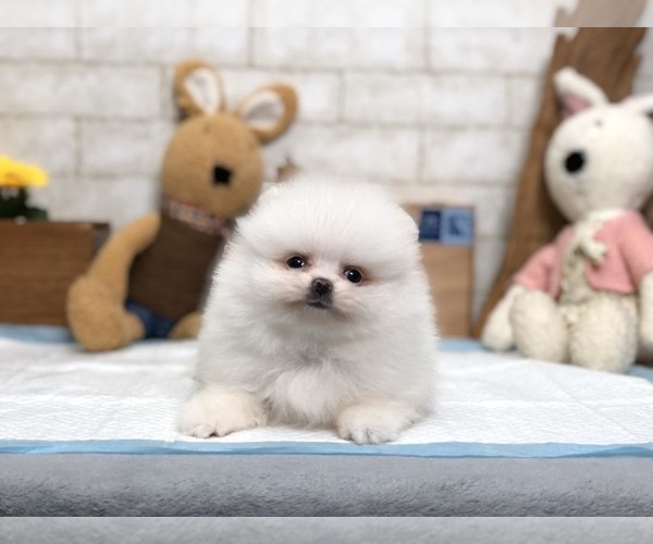 Medium Photo #9 Pomeranian Puppy For Sale in LOS ANGELES, CA, USA