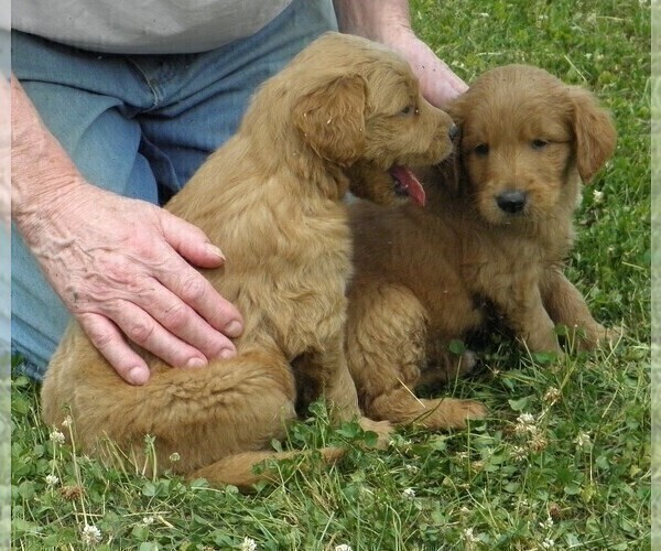Medium Photo #4 Goldendoodle Puppy For Sale in VERMONTVILLE, MI, USA