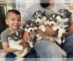 Small Photo #35 Siberian Husky Puppy For Sale in KANSAS CITY, MO, USA