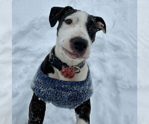 American Pit Bull Terrier-Unknown Mix Dogs for adoption in Germantown, OH, USA
