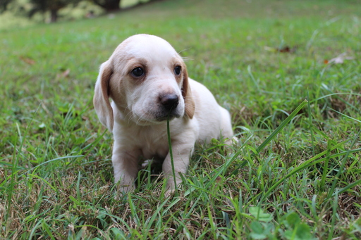 Medium Photo #1 Bagle Hound Puppy For Sale in STONY POINT, NC, USA