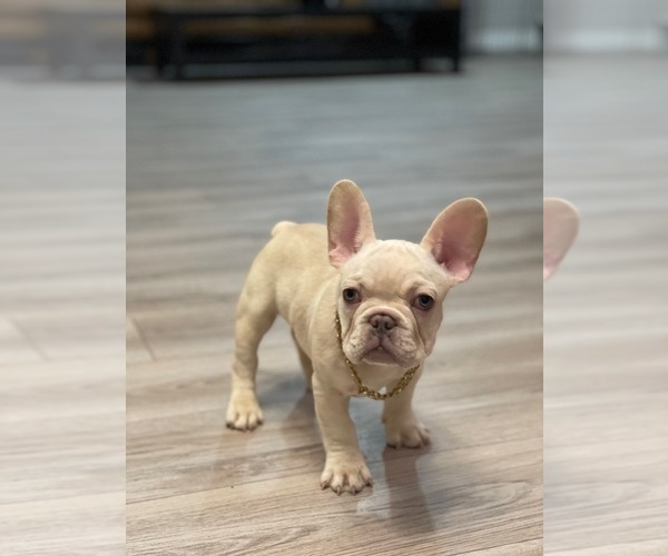 Medium Photo #1 French Bulldog Puppy For Sale in ENGLEWOOD, CO, USA