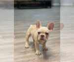 Puppy Lefty French Bulldog