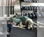 Small #3 Great Pyrenees Mix
