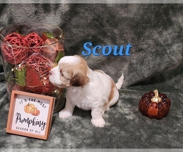 Medium Photo #12 Havanese Puppy For Sale in ALBION, PA, USA