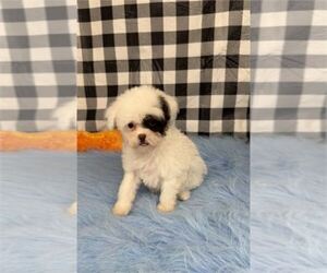 Poodle (Toy) Puppy for sale in MIAMI, FL, USA