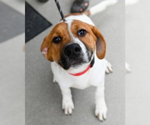 Medium Photo #1 Mutt Puppy For Sale in Glen Allen, VA, USA