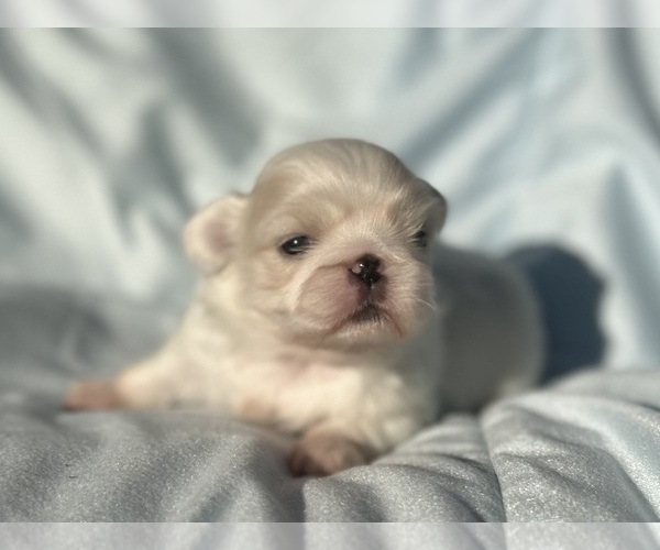 Medium Photo #1 Pekingese Puppy For Sale in MESQUITE, TX, USA