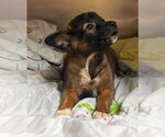 Small #5 Mutt