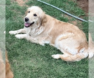 Mother of the Golden Retriever puppies born on 02/12/2026