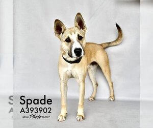 Staffordshire Bull Terrier-Unknown Mix Dogs for adoption in Conroe, TX, USA