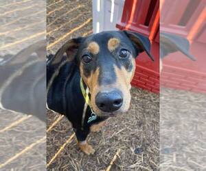 Madeline - Female Doberman Pinscher-Pointer Mix Dog for Adoption - Photo #17