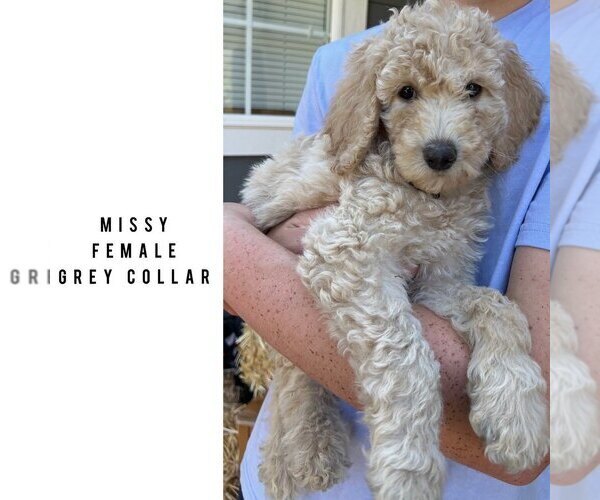 Medium Photo #1 Goldendoodle Puppy For Sale in VERNONIA, OR, USA