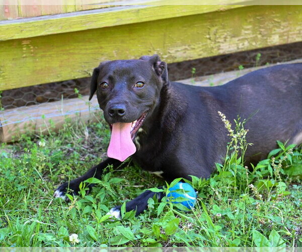 Medium Photo #4 Labrador Retriever-Unknown Mix Puppy For Sale in Glen Allen, VA, USA