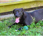 Small #3 Labrador Retriever Mix