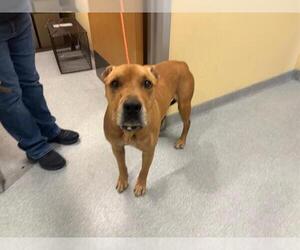 Mutt Dogs for adoption in Orange, CA, USA