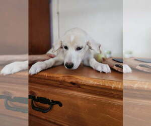 Mutt Dogs for adoption in The Woodlands, TX, USA