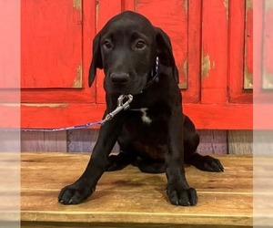Great Dane-Unknown Mix Dogs for adoption in New London, WI, USA