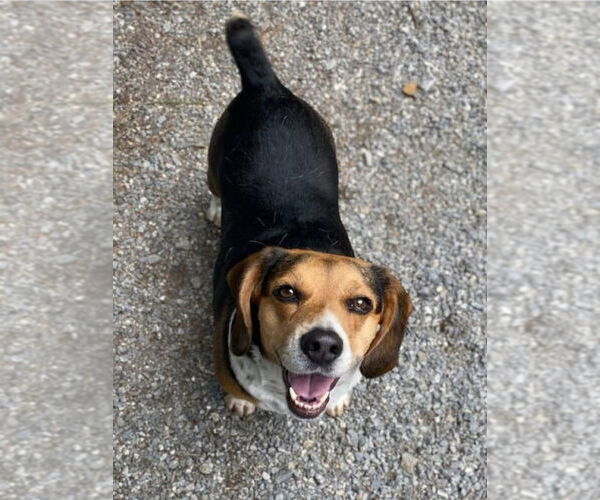 Medium Photo #4 Beagle Puppy For Sale in Candler, NC, USA