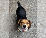 Small #3 Beagle