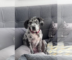 Maggie the Marvel -  GRAY/BLACK Catahoula JEWEL! - Female Black and Tan Coonhound-Catahoula Leopard Dog Mix Dog for Adoption - Photo #5