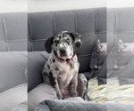 Small #4 Black and Tan Coonhound-Catahoula Leopard Dog Mix