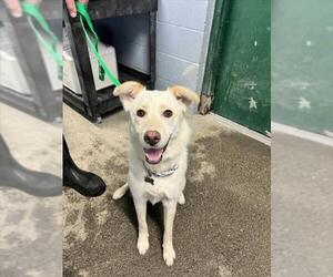 German Shepherd Dog-Unknown Mix Dogs for adoption in Woodland, CA, USA