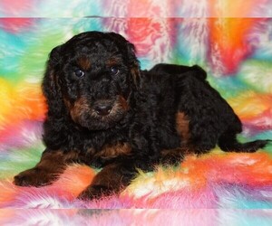 Miniature Labradoodle Puppy for sale in LA HABRA, CA, USA