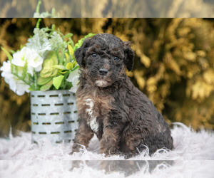 Medium Poodle (Standard)