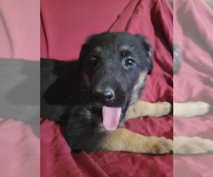 German Shepherd Dog Puppy for sale in JEWETT, OH, USA