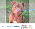 Small #1 American Staffordshire Terrier