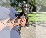 Small Mutt
