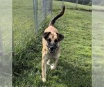 Small #3 German Shepherd Dog Mix