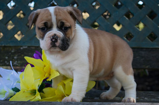 Beabull Puppy for sale in LEETONIA, OH, USA