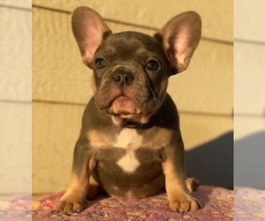 French Bulldog Puppy for sale in TEMECULA, CA, USA