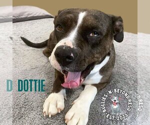 Bulldog-Staffordshire Bull Terrier Mix Dogs for adoption in Omaha, NE, USA