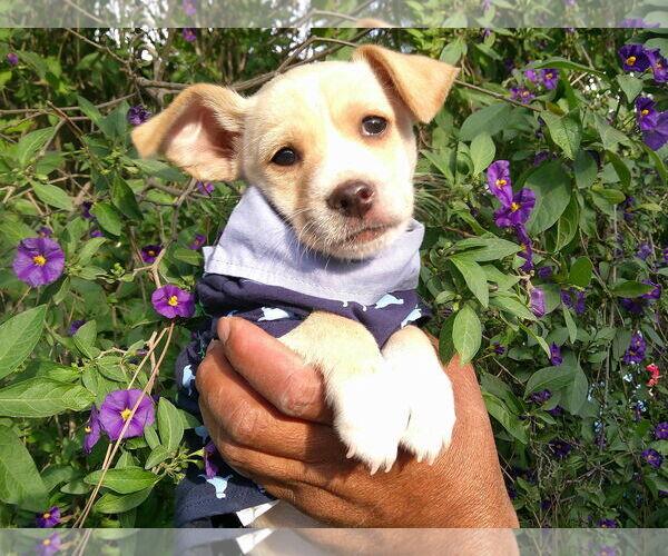 Medium Photo #2 Skye Terrier-Unknown Mix Puppy For Sale in San Diego, CA, USA