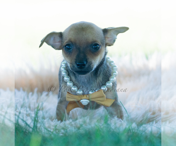 Medium Photo #12 Chihuahua Puppy For Sale in WARSAW, IN, USA
