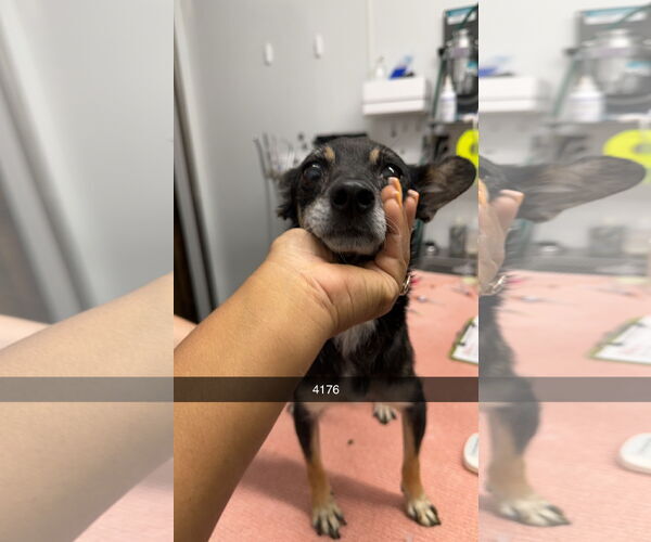 Medium Photo #2 Jack Russell Terrier-Unknown Mix Puppy For Sale in Chico, CA, USA