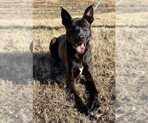 Labrador Retriever-Unknown Mix Dogs for adoption in Glen Allen, VA, USA