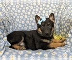 Small Photo #3 German Shepherd Dog Puppy For Sale in NORTH EAST, MD, USA