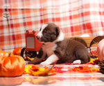 Puppy Brown Sugar Border Collie