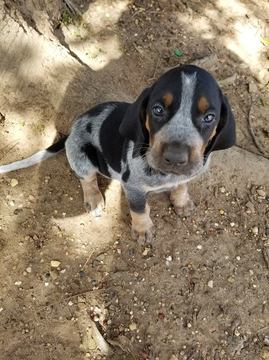Medium Photo #1 Bluetick Coonhound Puppy For Sale in HOLLAND, TX, USA