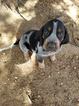 Small Photo #1 Bluetick Coonhound Puppy For Sale in HOLLAND, TX, USA