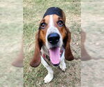 Small #5 Basset Hound