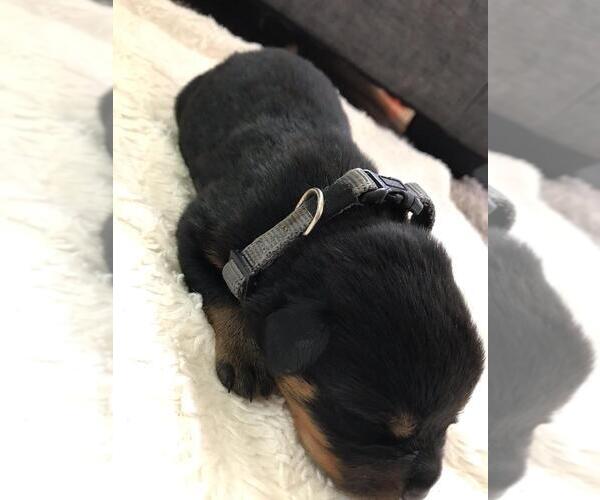 Medium Photo #9 Rottweiler Puppy For Sale in RACINE, WI, USA