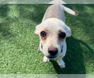 Chihuahua Dogs for adoption in Redwood City, CA, USA