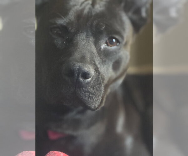 Medium Photo #5 Mutt Puppy For Sale in NEWPORT NH, NH, USA