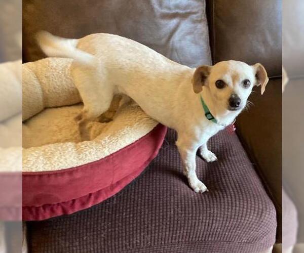 Medium Photo #2 Chihuahua Puppy For Sale in Oakley, CA, USA