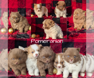 Pomeranian Puppy for Sale in GOSHEN, Indiana USA